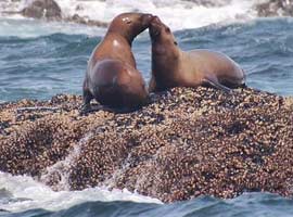 Wildlife like these sealions abound